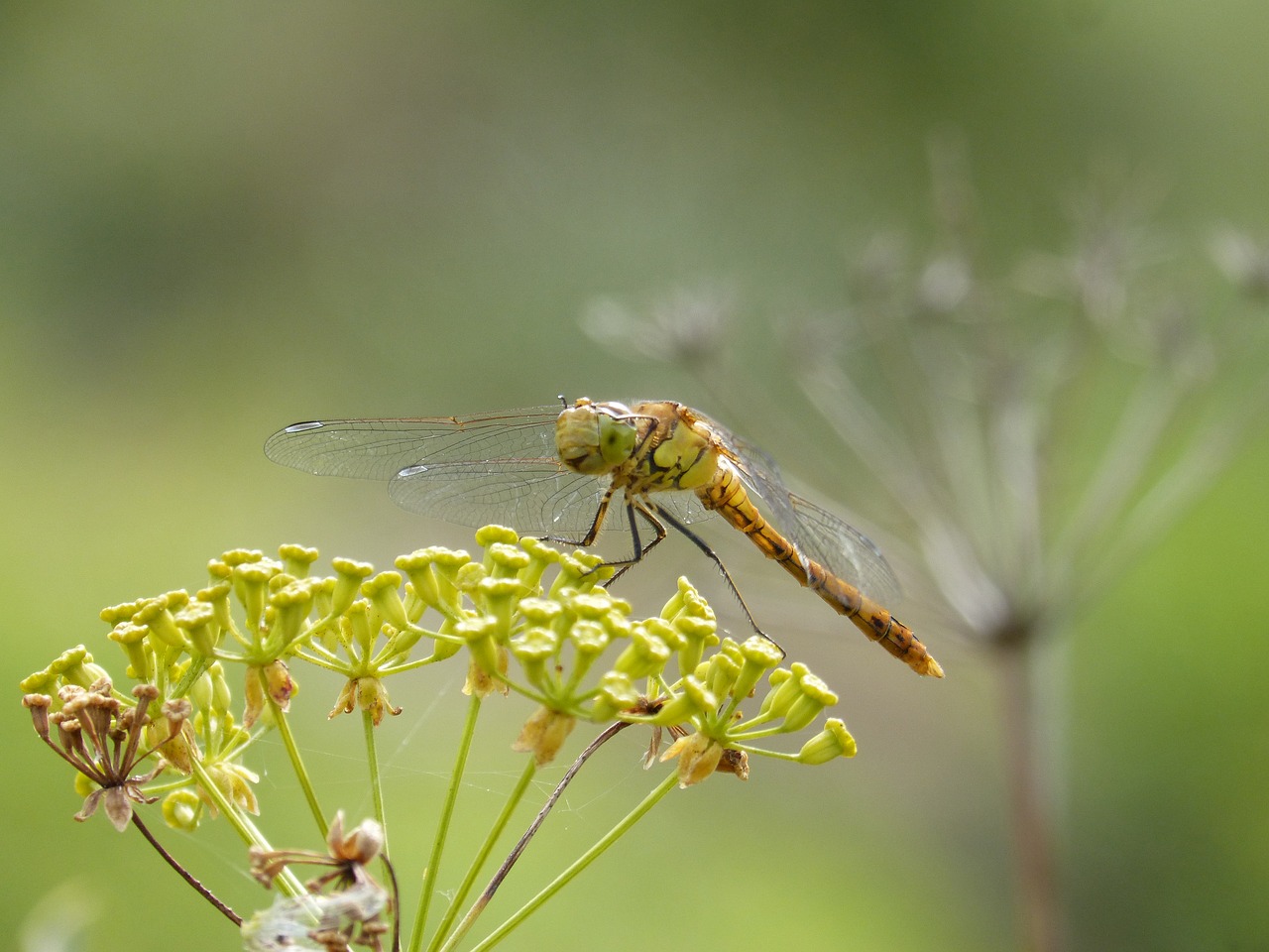 ibélula  yellow dragonfly  detail free photo