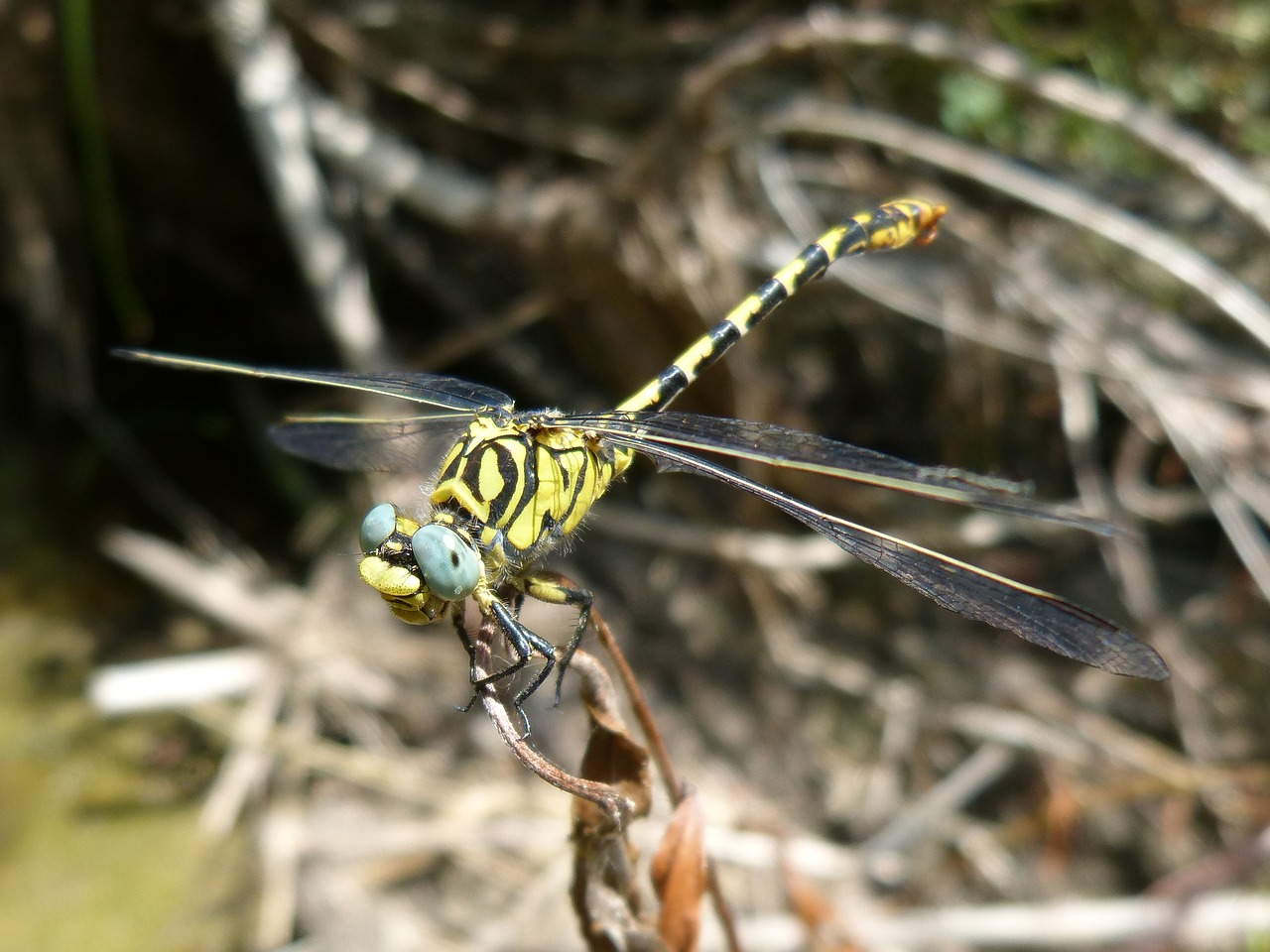 ibélula  dragonfly tiger  onychogomphus forcipatus free photo