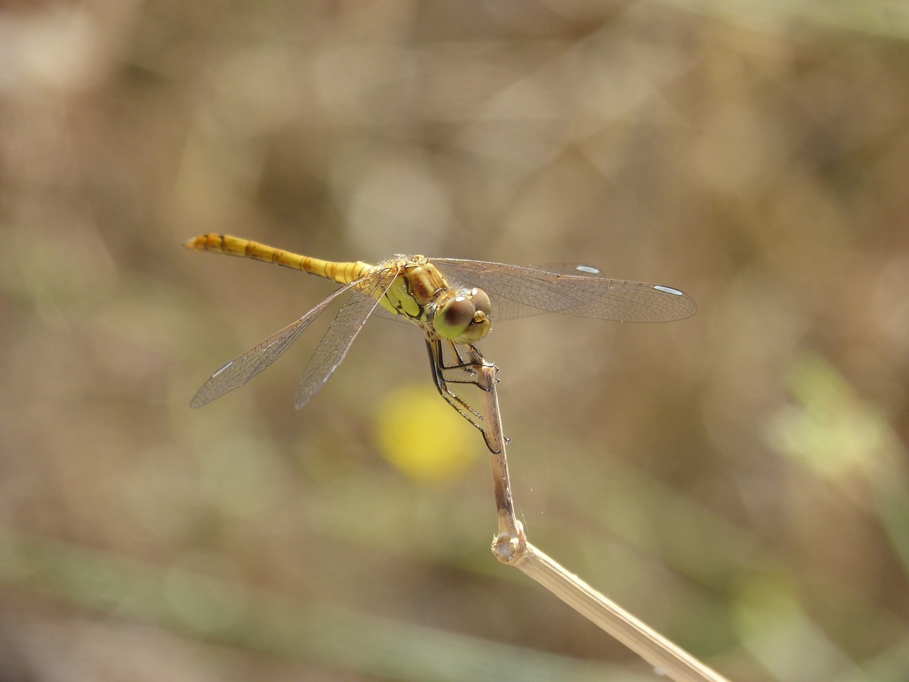 ibélula  yellow dragonfly  detail free photo