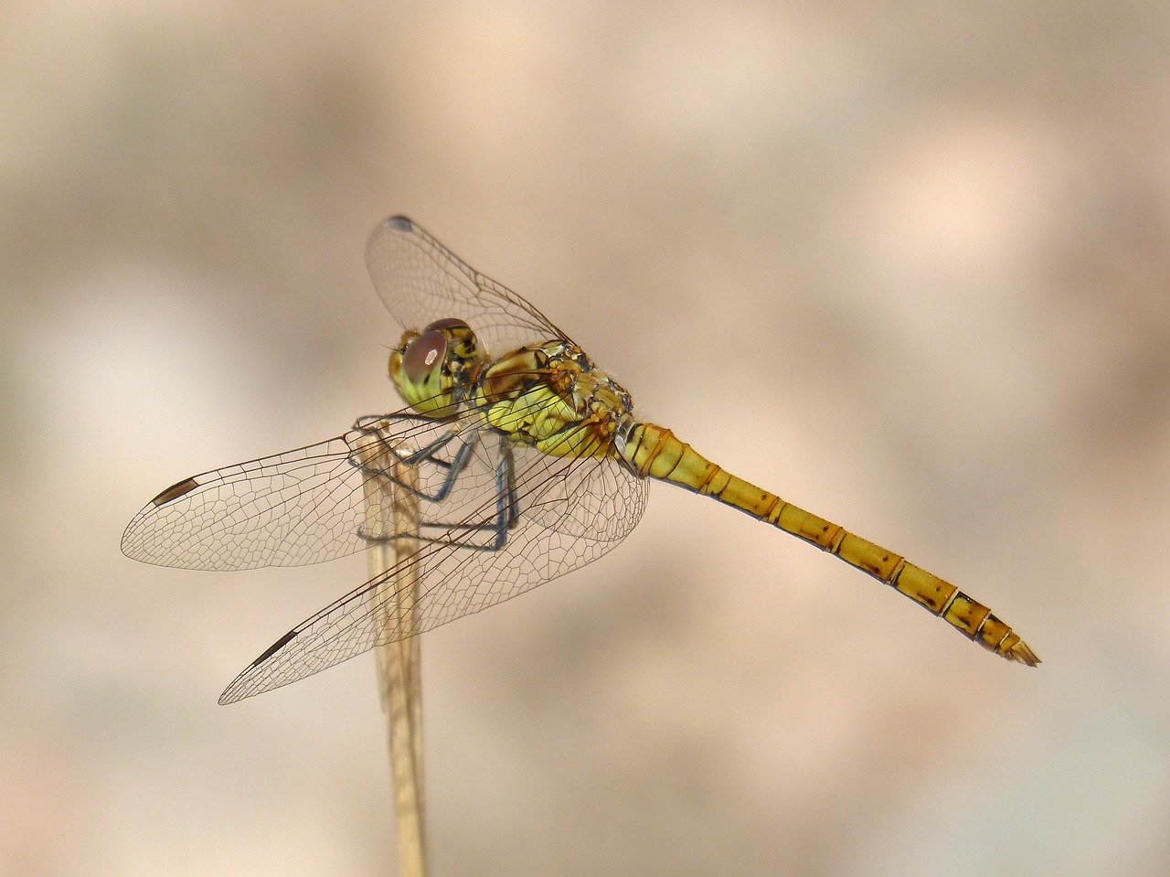 ibélula  yellow dragonfly  detail free photo