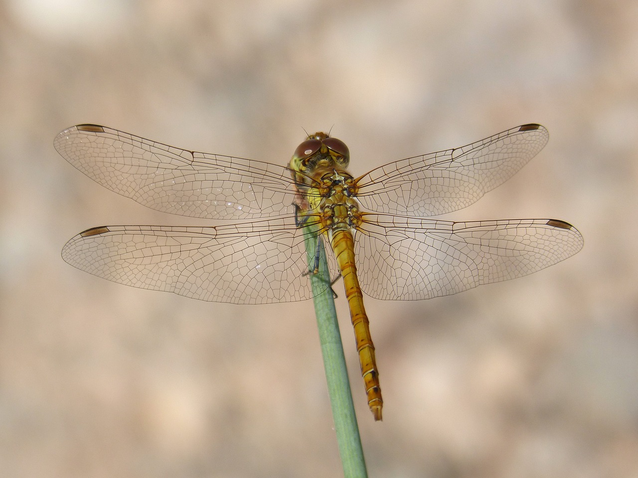 ibélula  yellow dragonfly  detail free photo