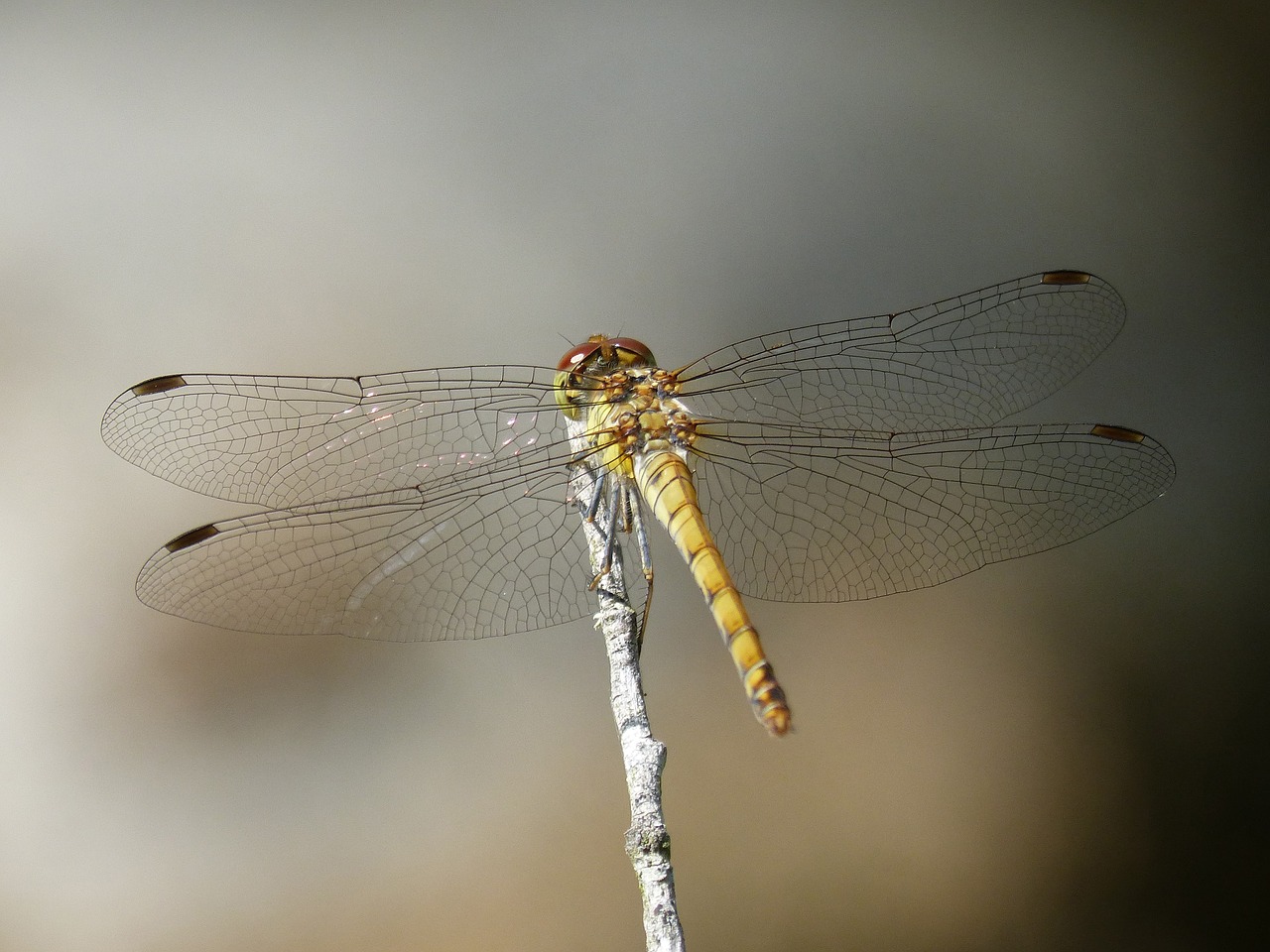 ibélula  yellow dragonfly  detail free photo