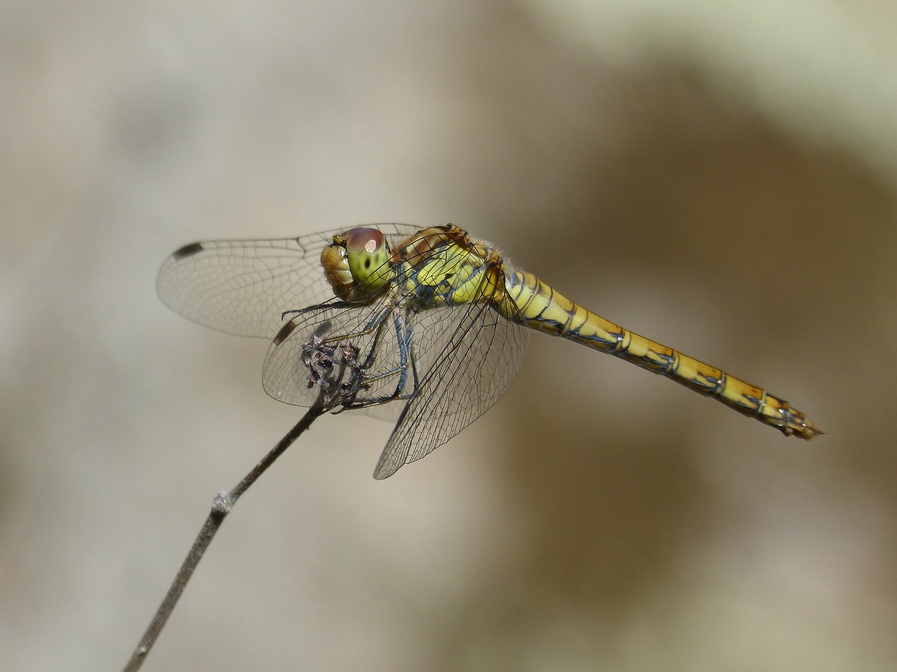 ibélula  yellow dragonfly  detail free photo