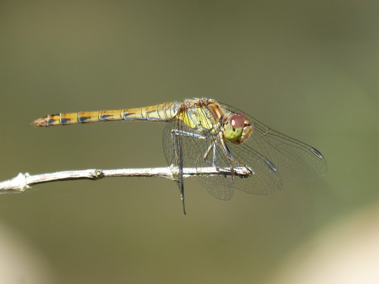 ibélula  yellow dragonfly  detail free photo