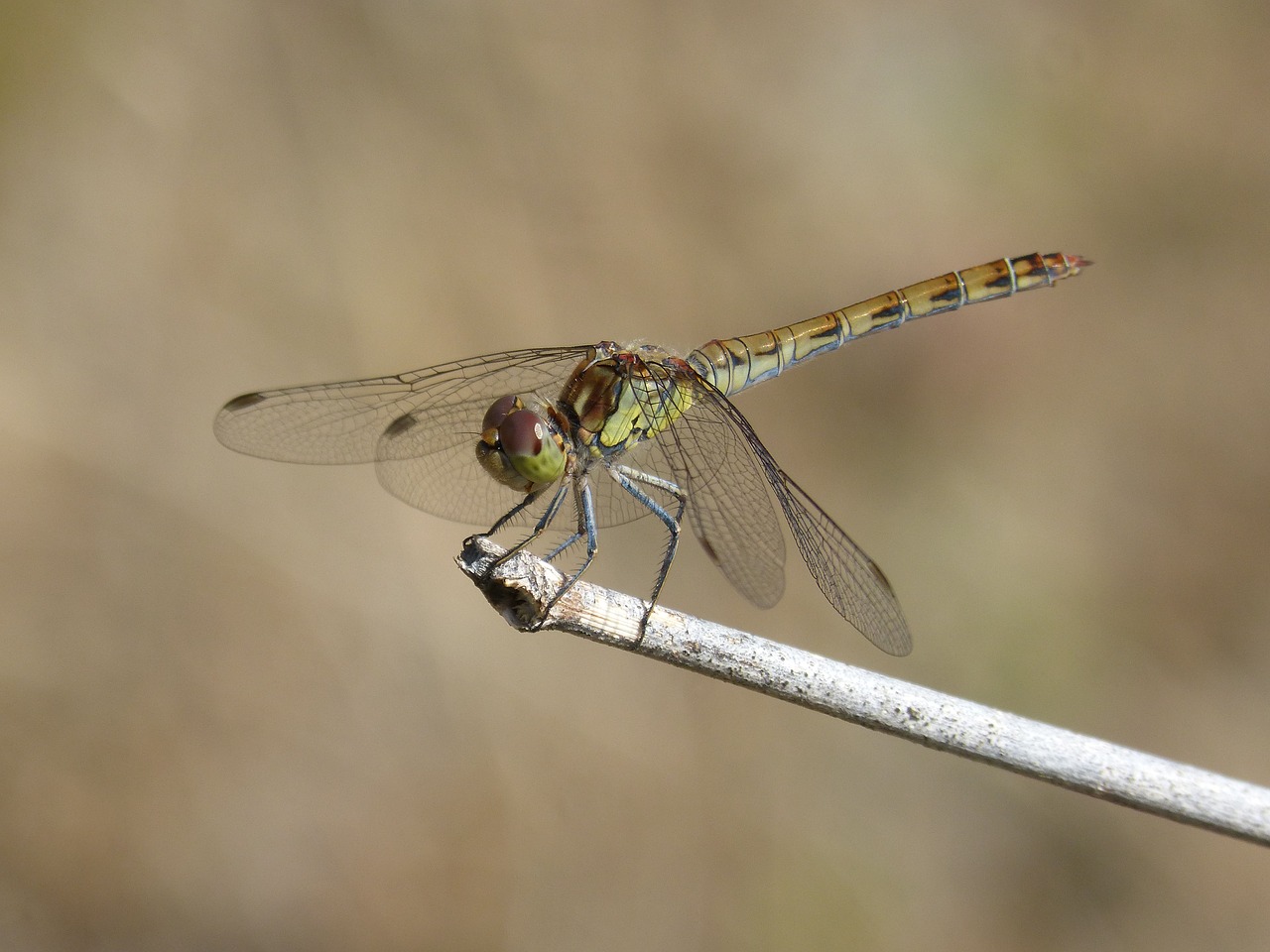 ibélula  yellow dragonfly  detail free photo