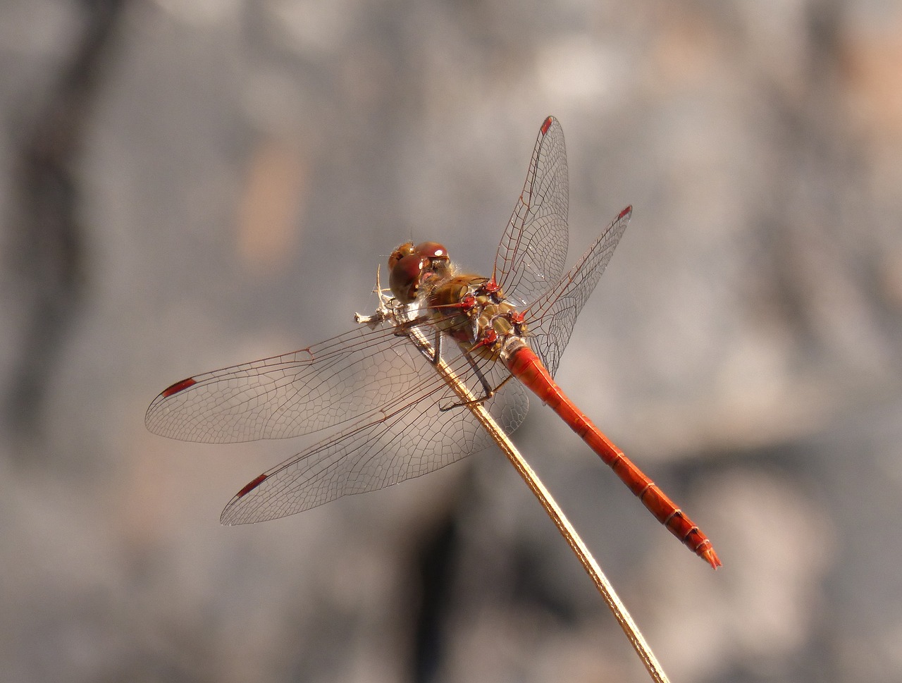 ibélula  red dragonfly  branch free photo