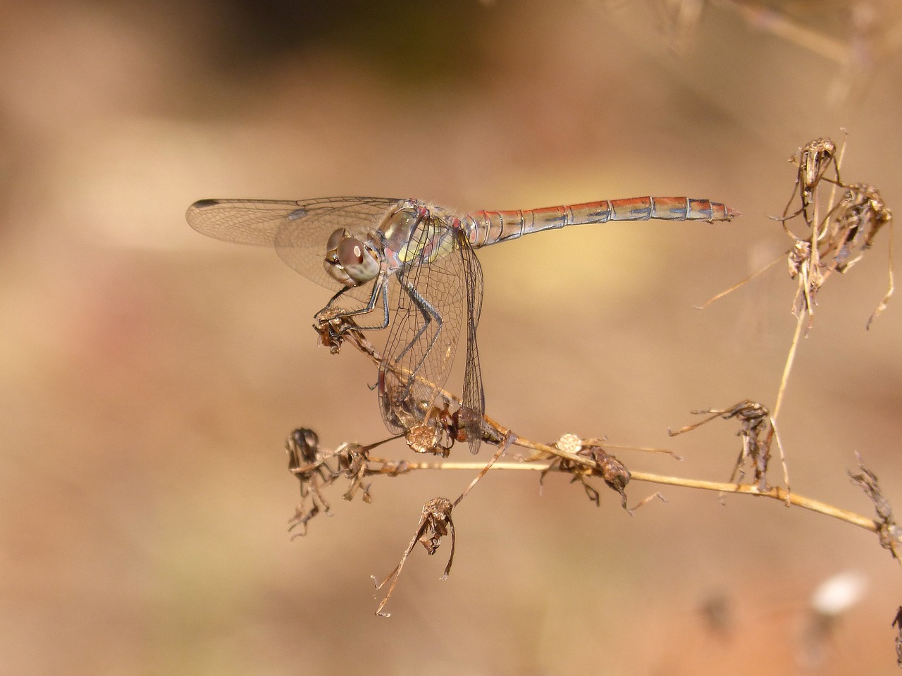 ibélula  yellow dragonfly  detail free photo