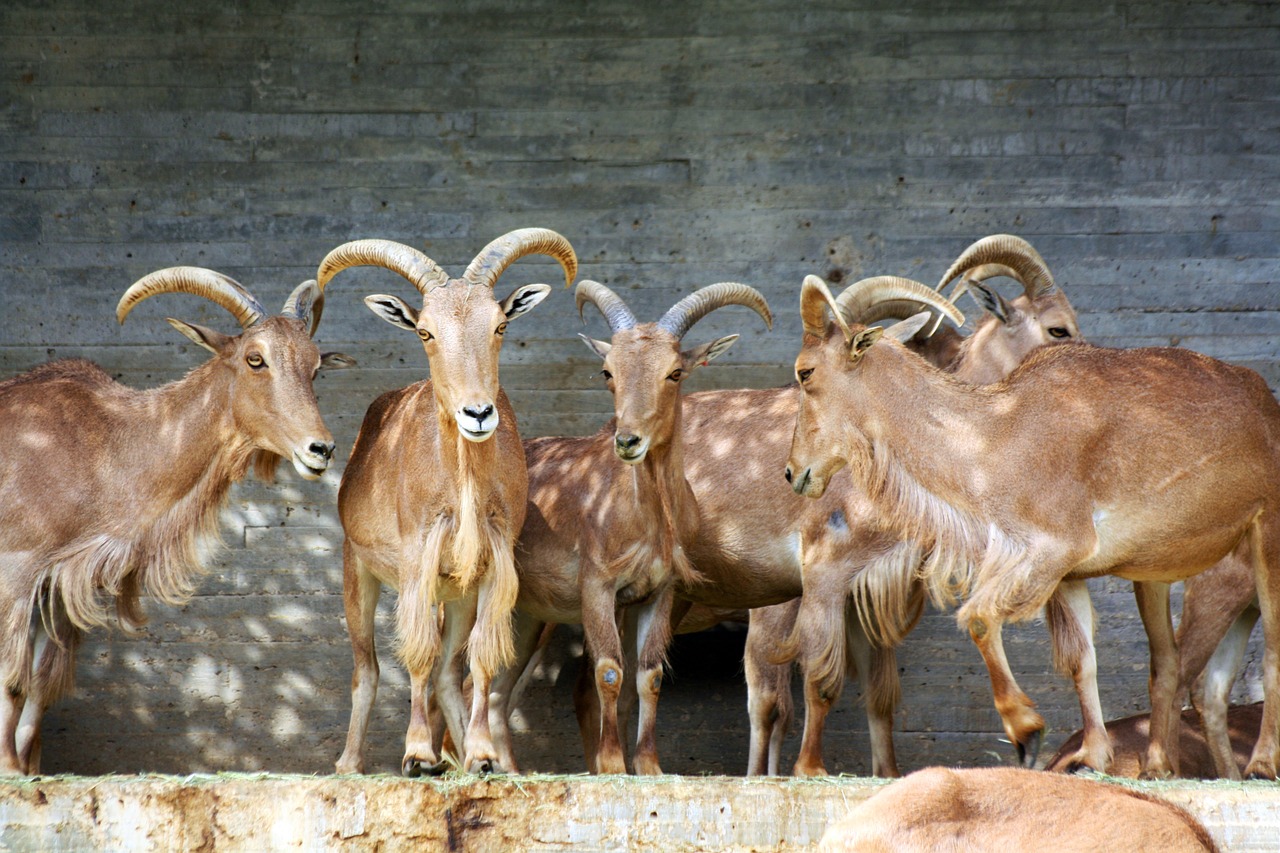 ibex goat zoo free photo