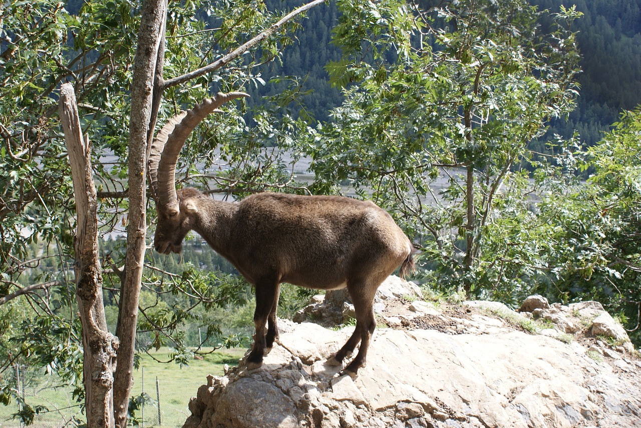 ibex fauna nature free photo