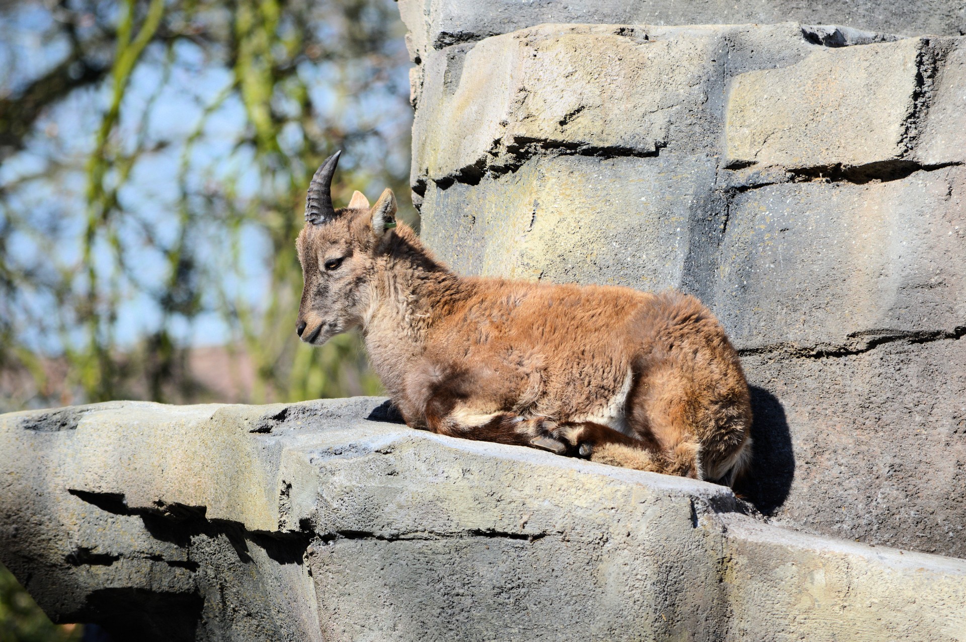 ibex animal zoo free photo