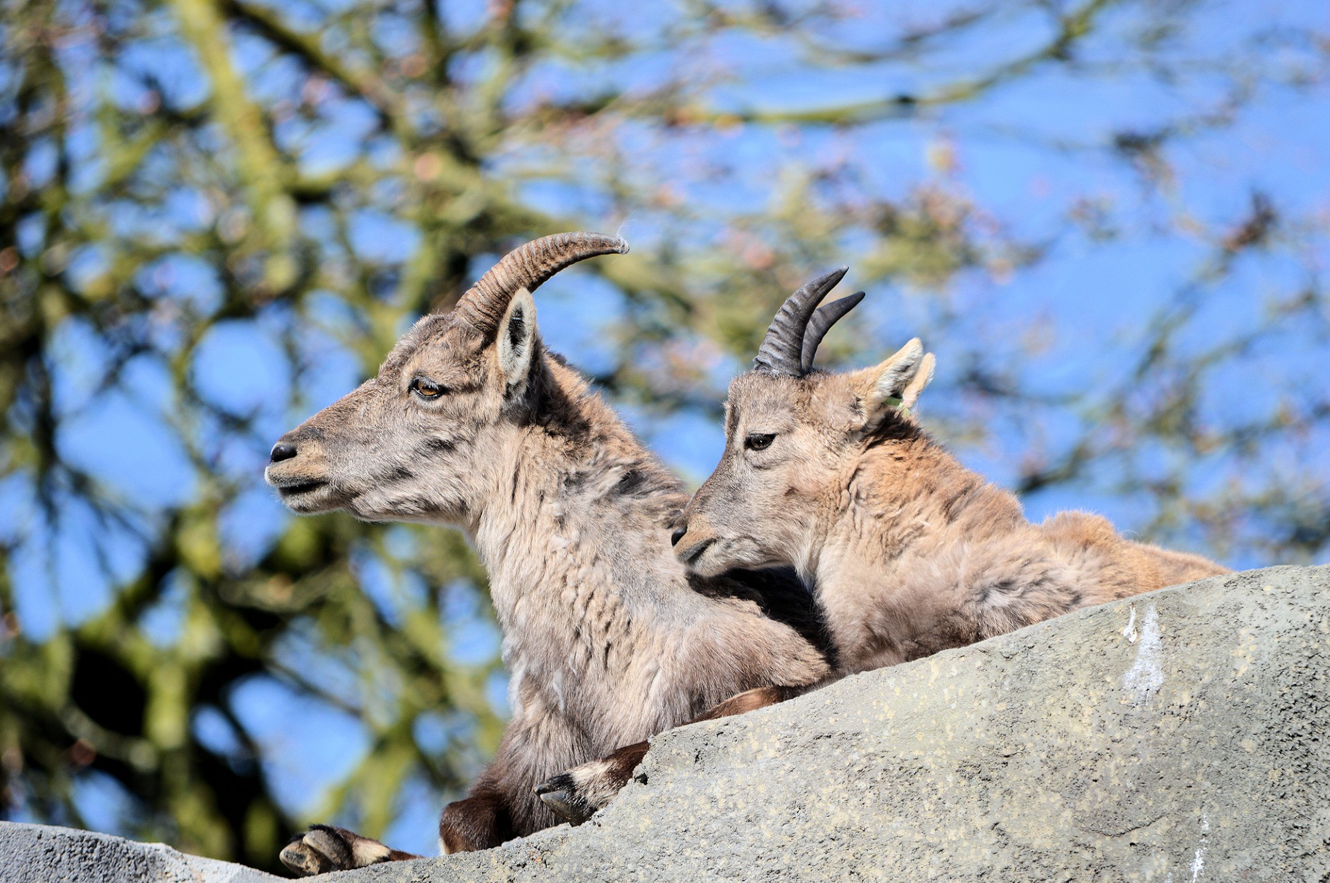 ibex animal zoo free photo