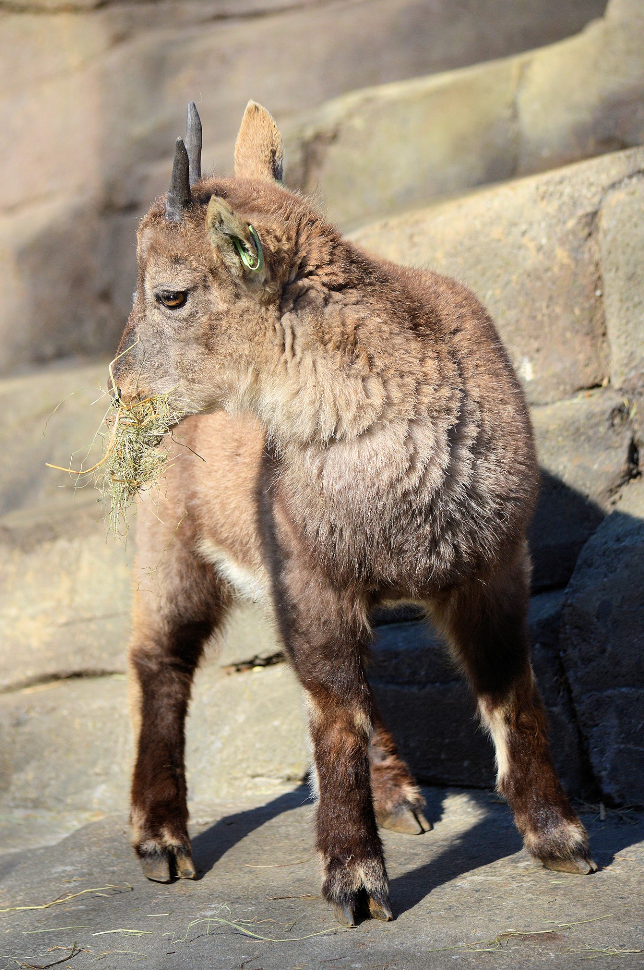 ibex animal zoo free photo