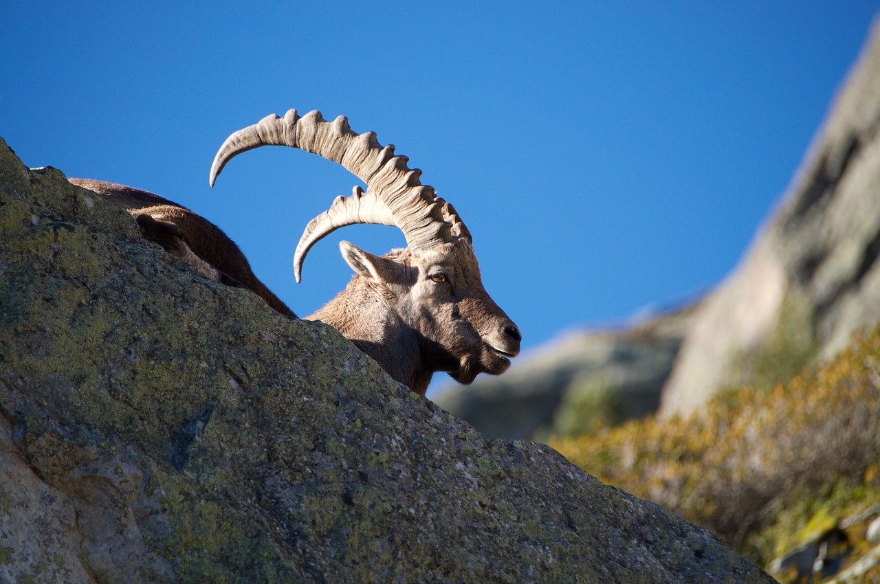 ibex capra ibex male free photo