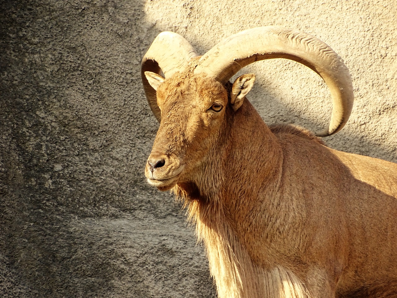 ibex beast cliff free photo
