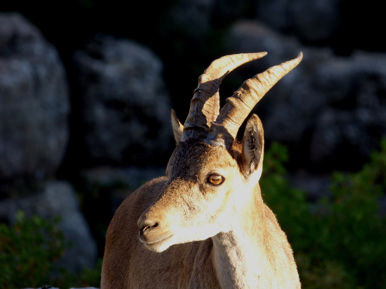 ibex mount mountain free photo