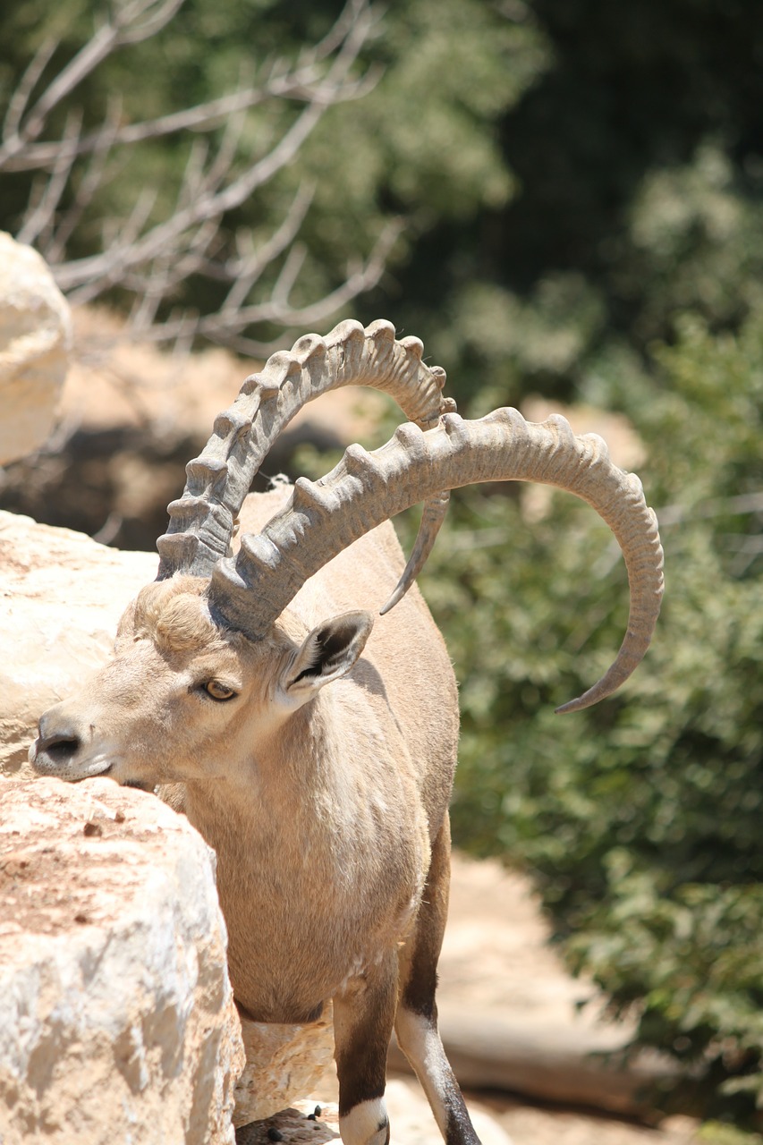 Ibex,animal,horns,biology,mammal - free image from 