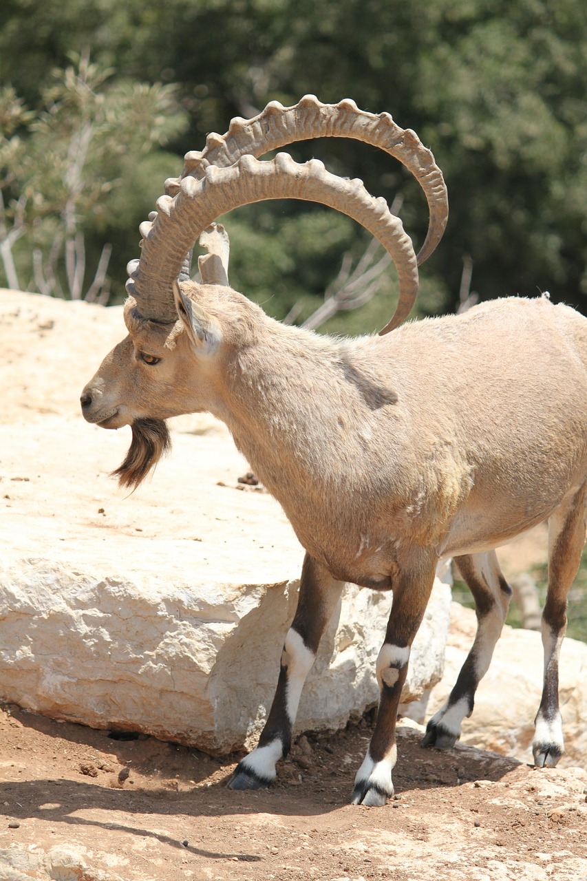 ibex animal horns free photo