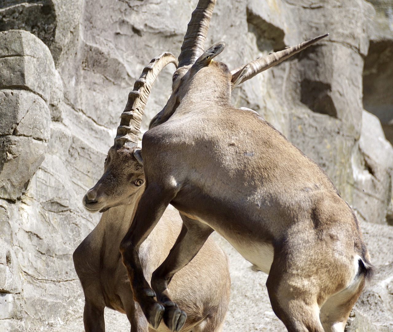 ibex male horned free photo