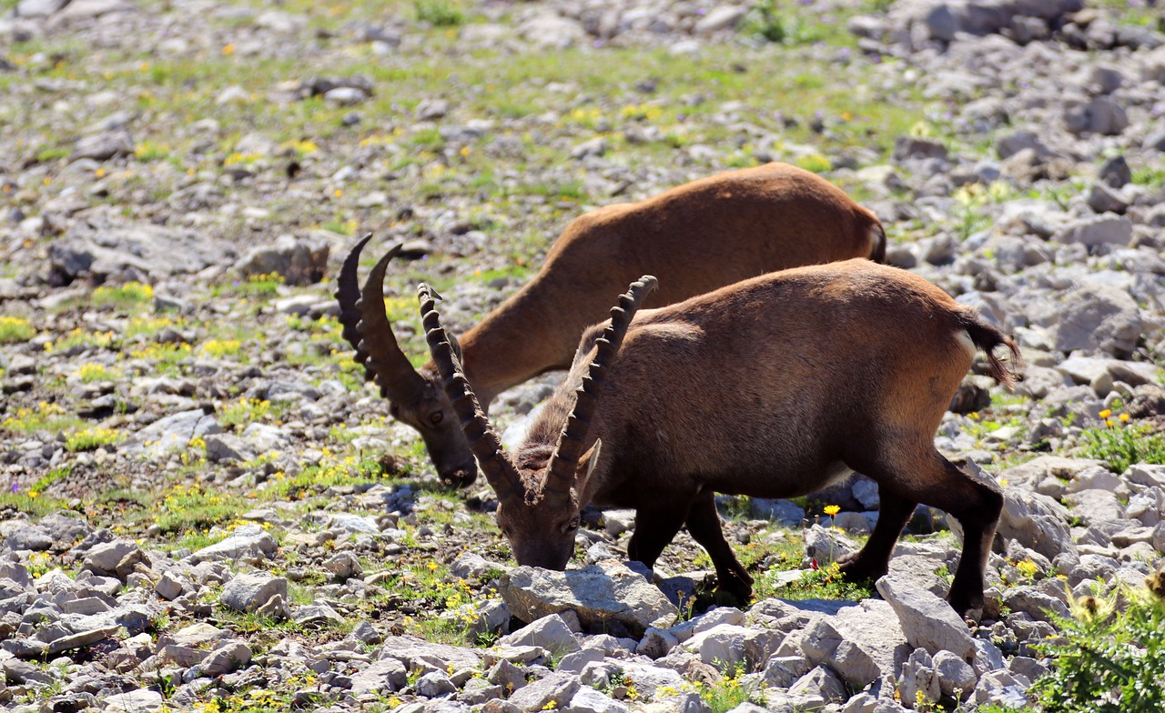 ibex allgäu alpine free photo