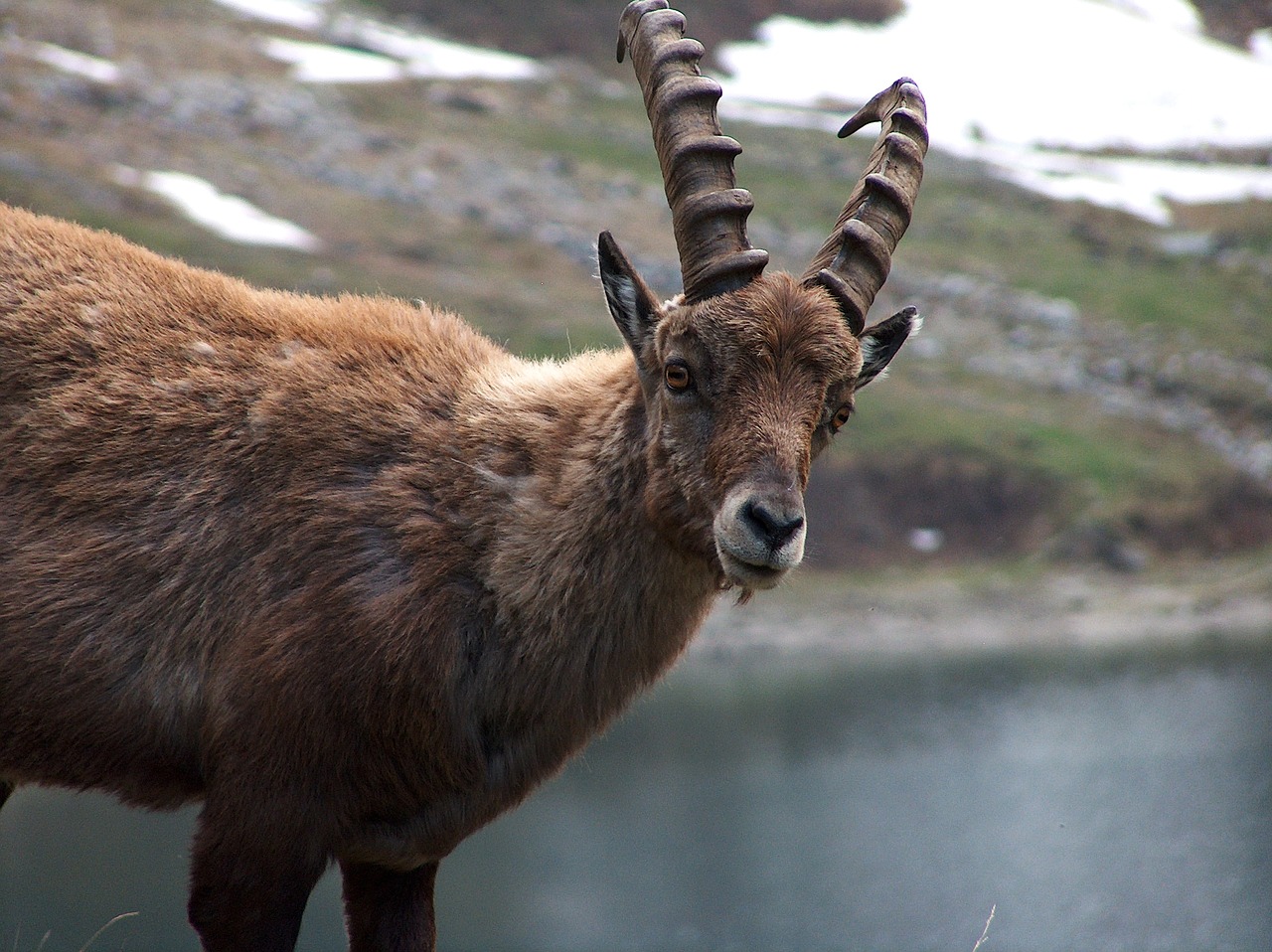 ibex mountain lake free photo