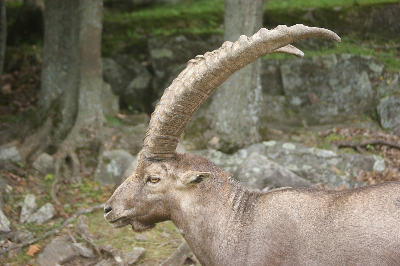 ibex  animal  alpine free photo