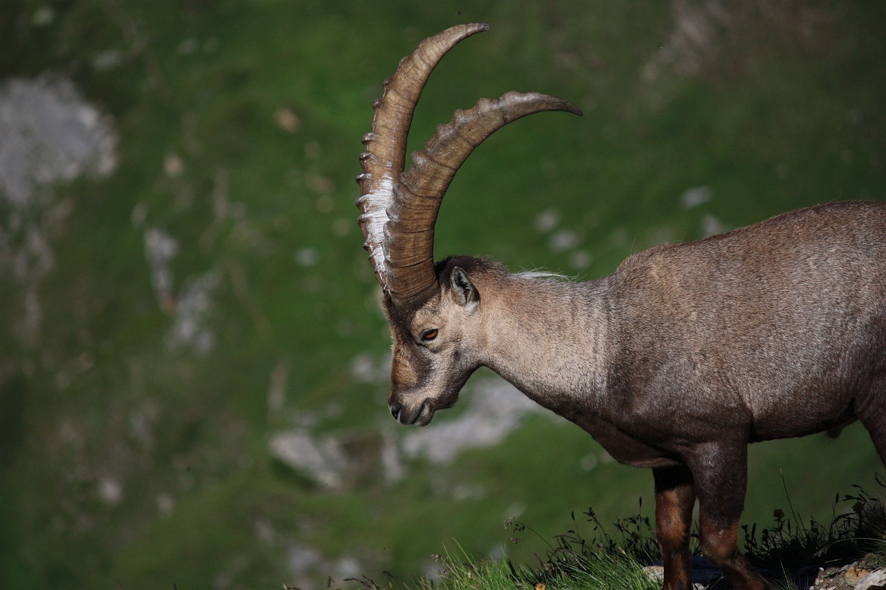 ibex  wild  nature free photo