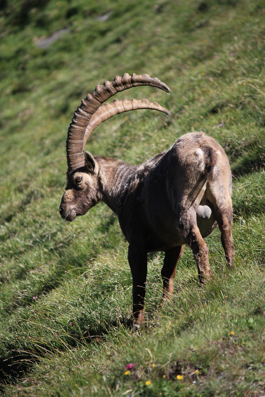 ibex  horns  animal free photo