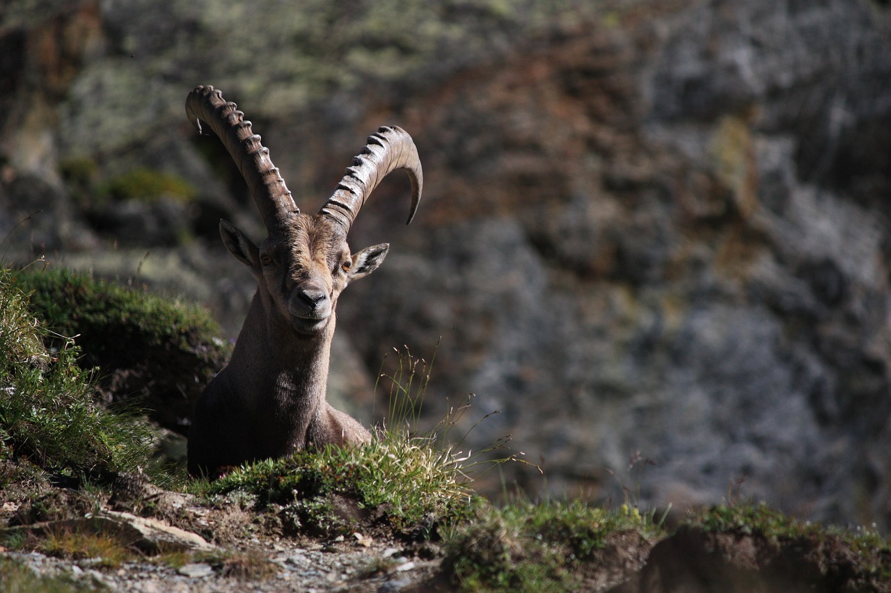 ibex  horns  animal free photo