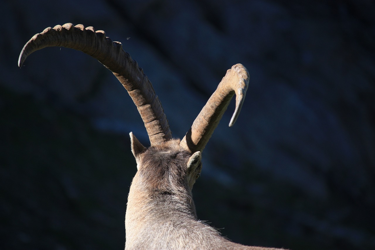 ibex  horns  animal free photo