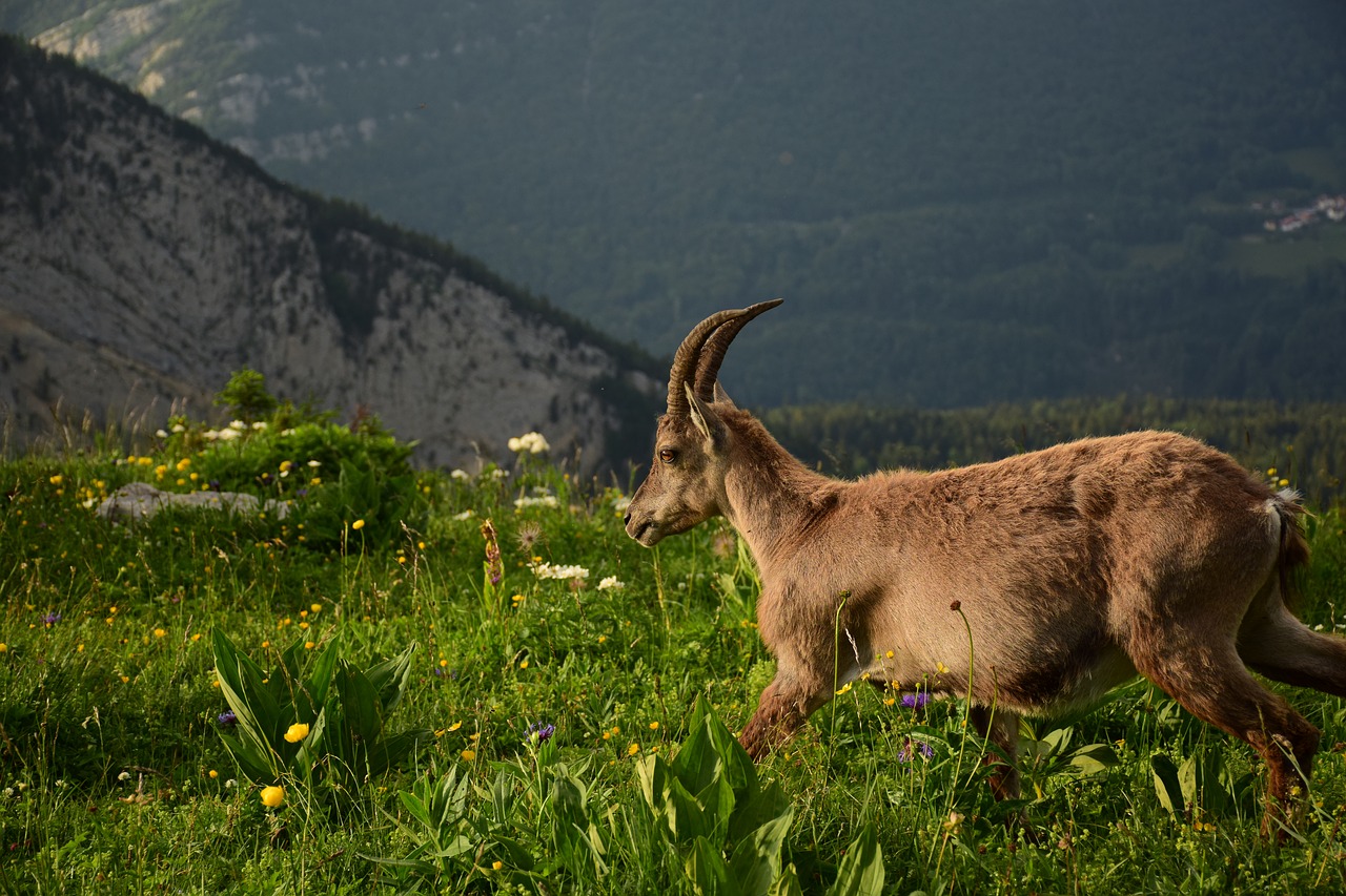 ibex  nature  mounting free photo