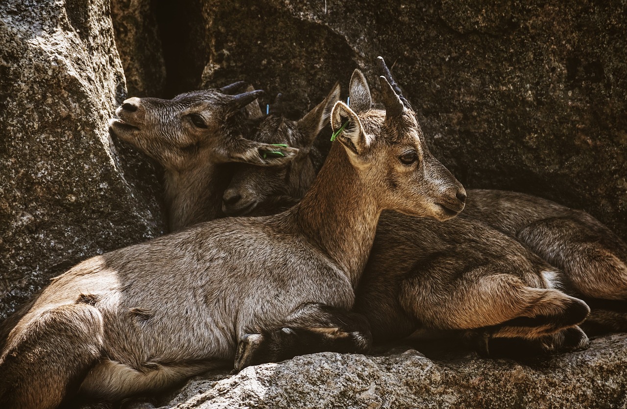 ibex  young animals  zoo free photo