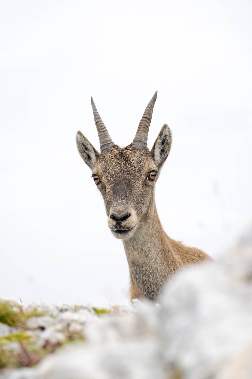 ibex  friend  alpine free photo