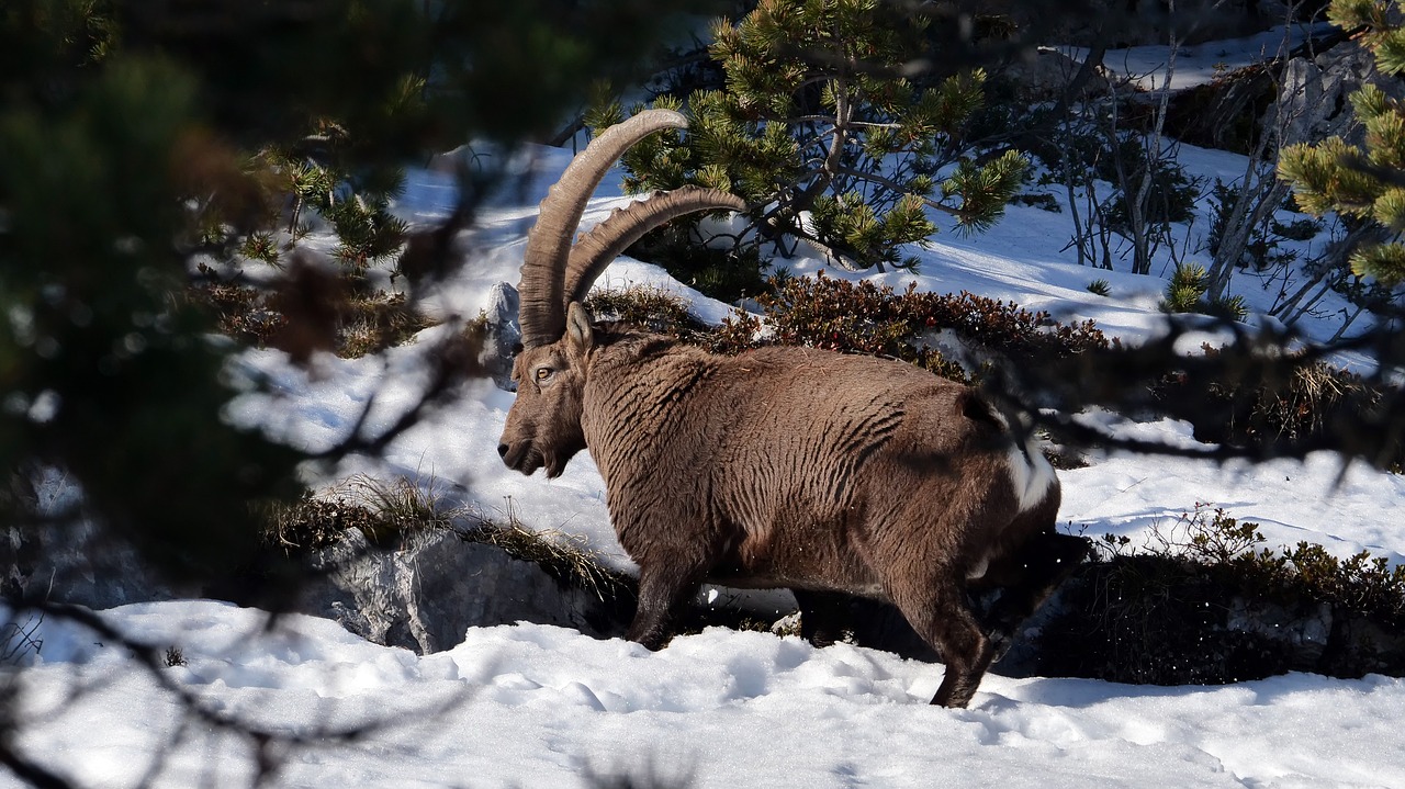 ibex  winter  snow free photo