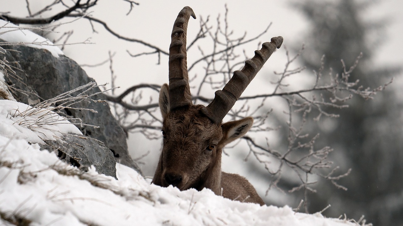 ibex  mountain  snow free photo