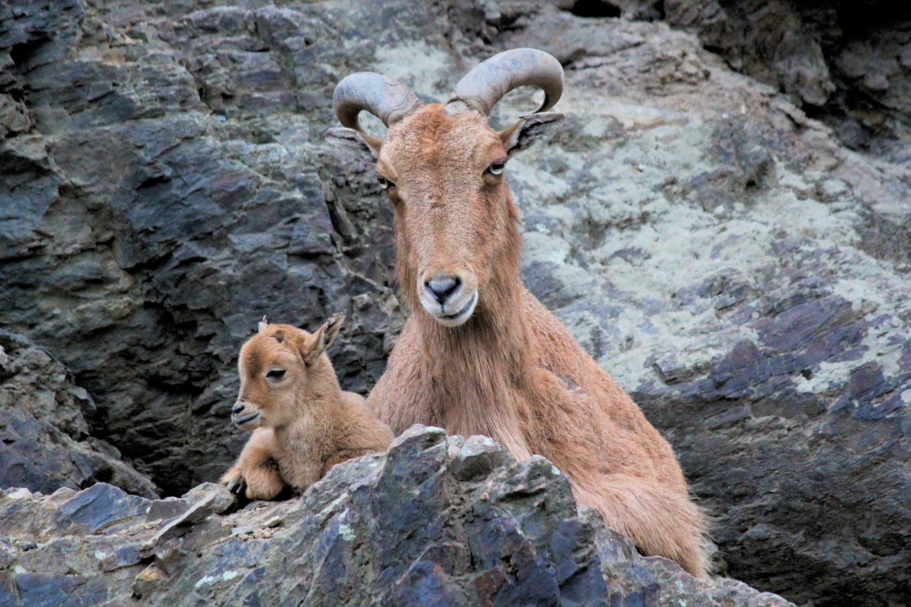 ibex  alpine  mother free photo
