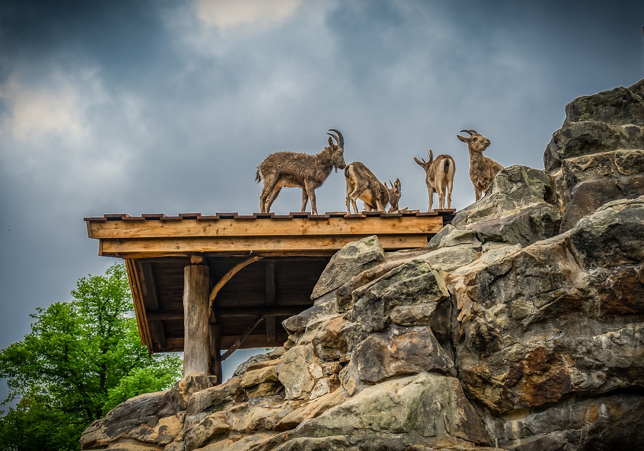 ibex  rock  nature free photo