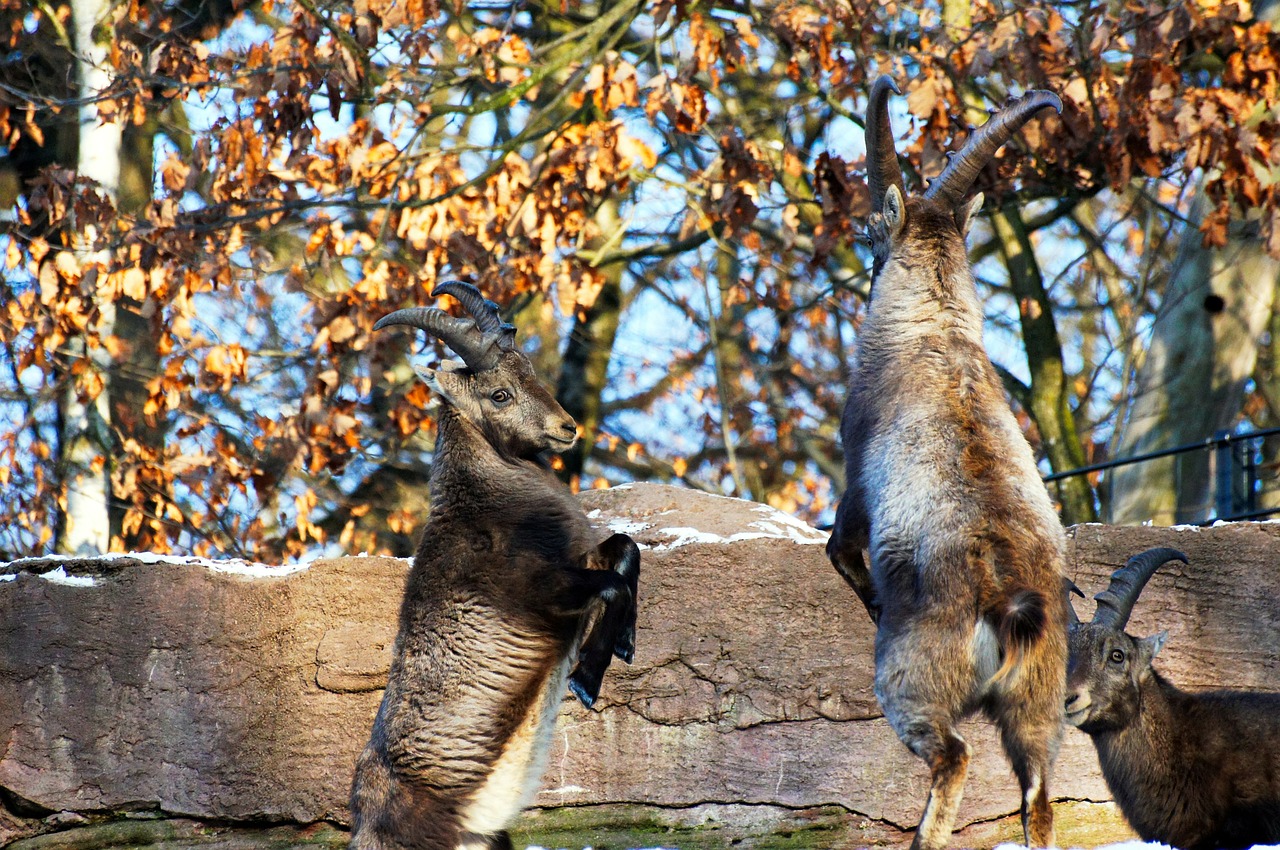ibex animals nature free photo