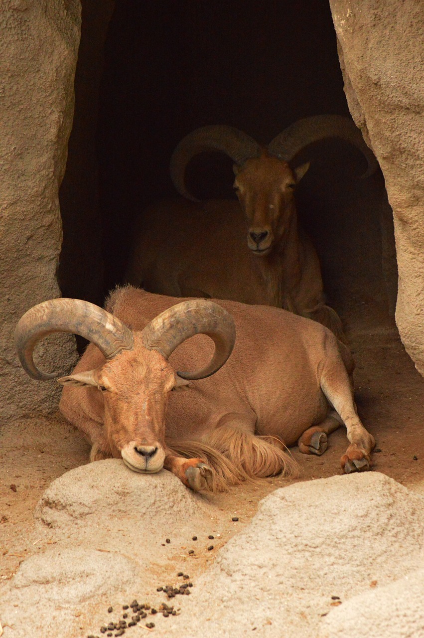 ibex goat zoo free photo