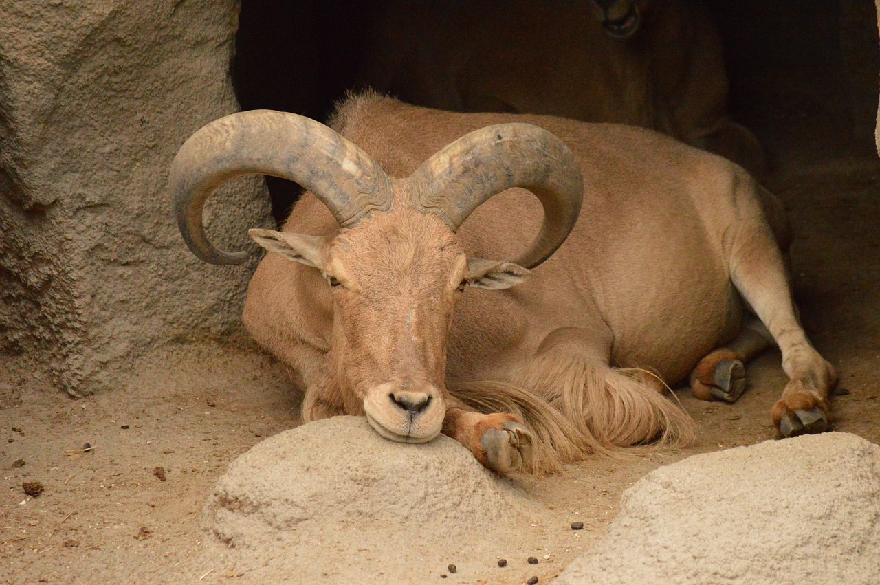 ibex goat zoo free photo