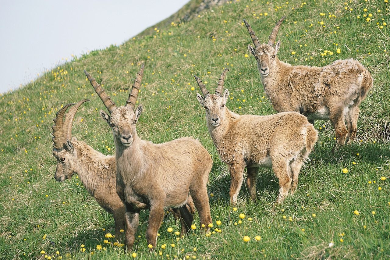 ibex mountains  alpine  meadow free photo