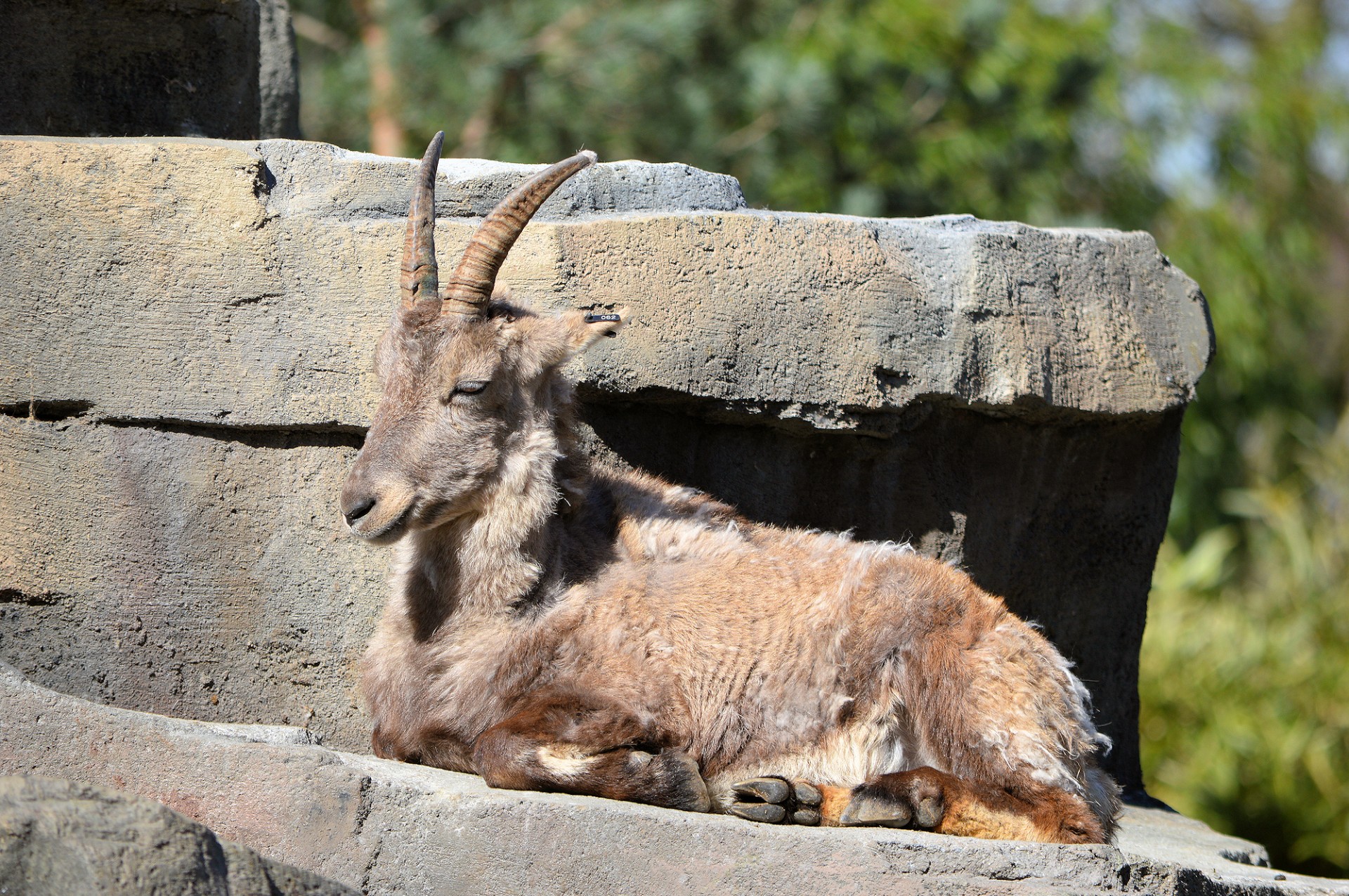 ibex animal zoo free photo