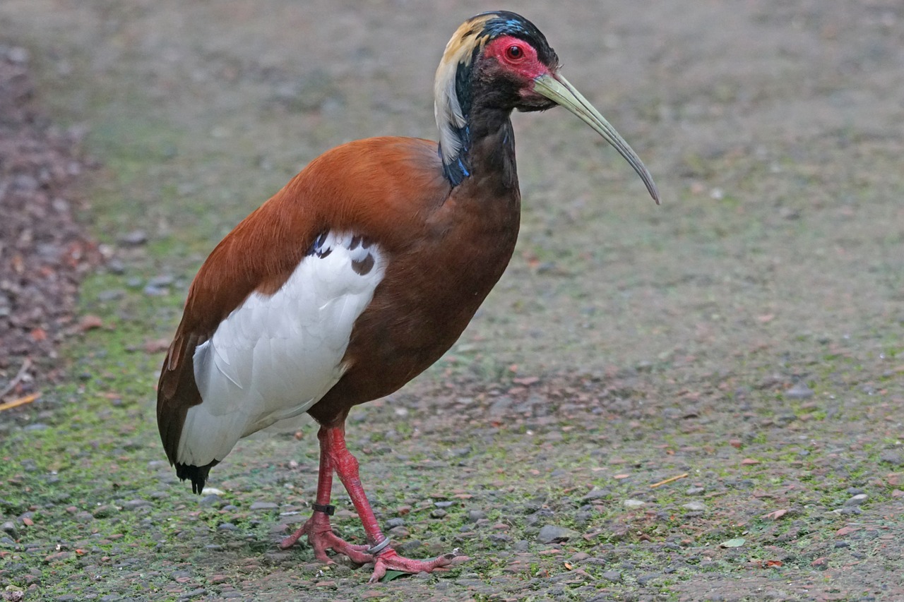 ibis mane ibis wader free photo