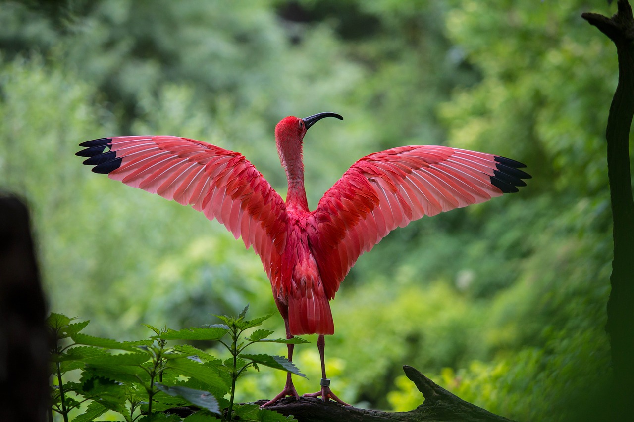 ibis bird red free photo