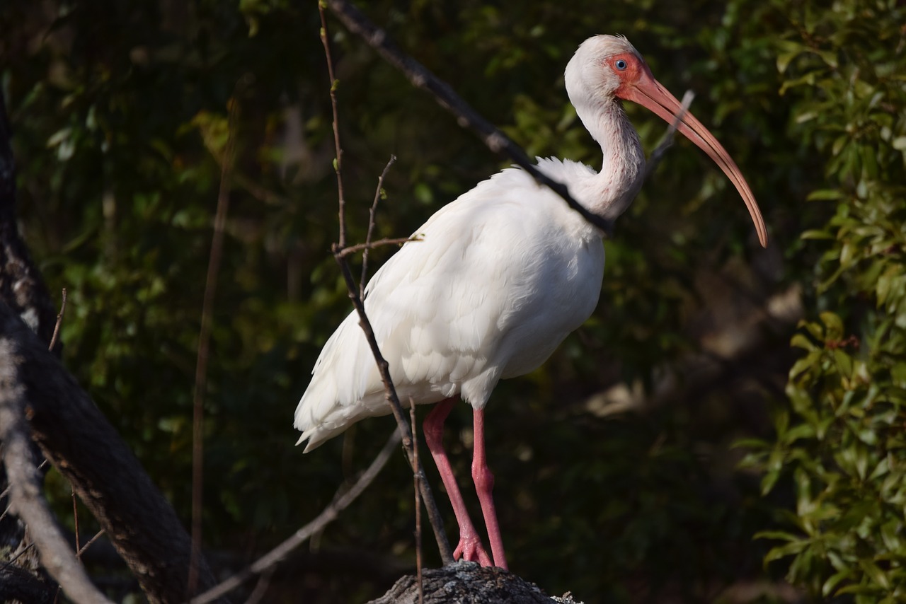 ibis bird forest free photo