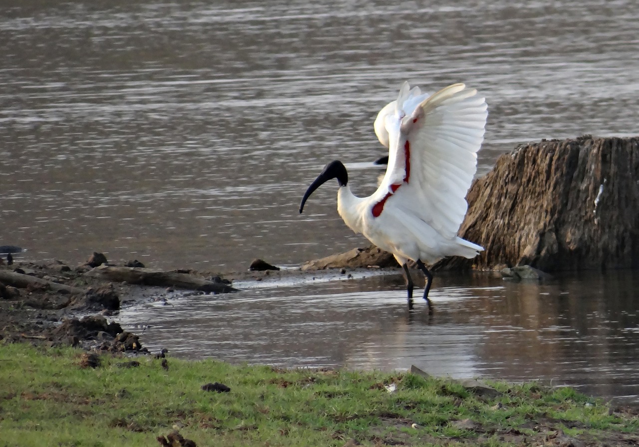 ibis white ibis wading bird free photo