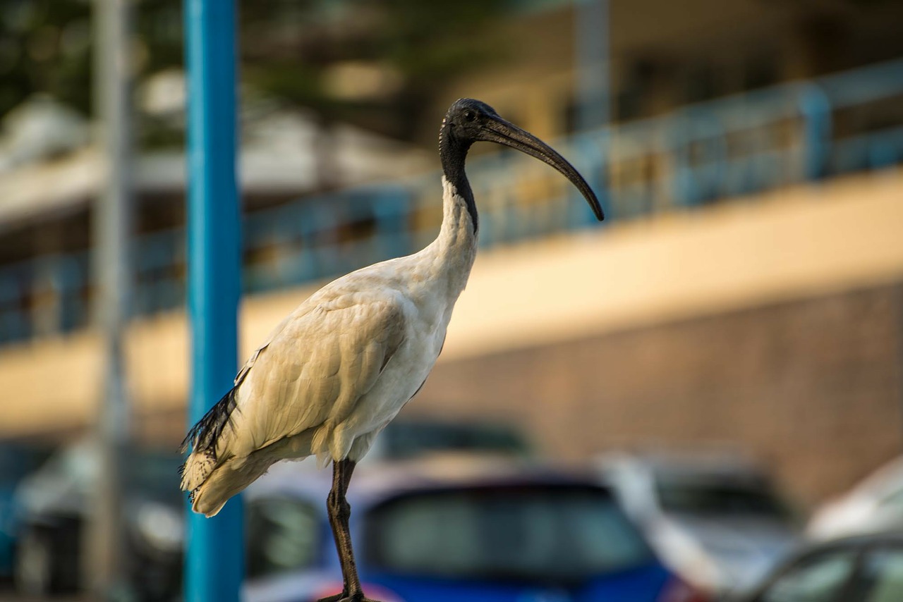 ibis bird sydney free photo