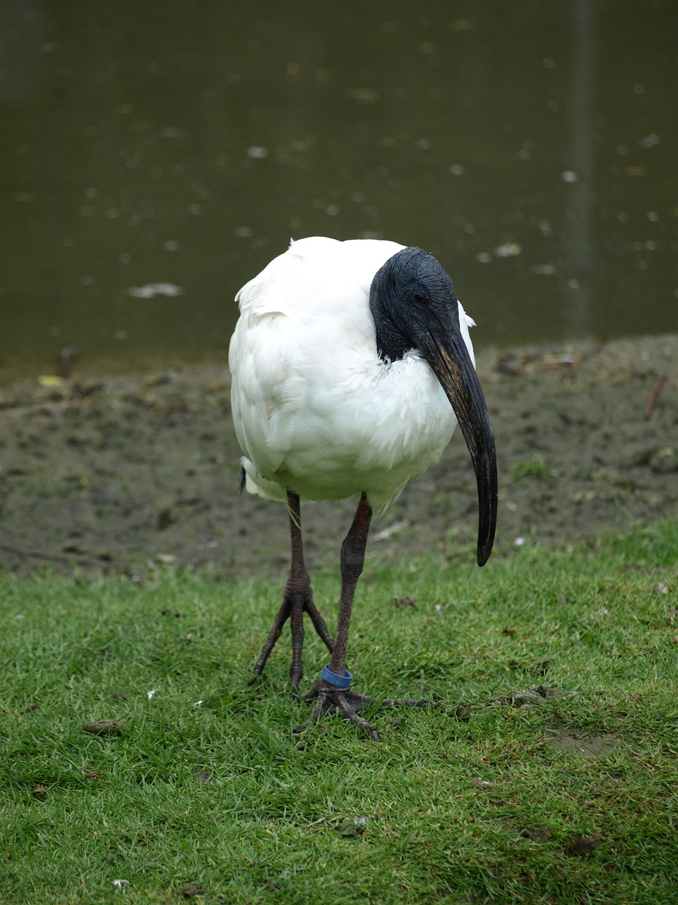 ibis bird white free photo