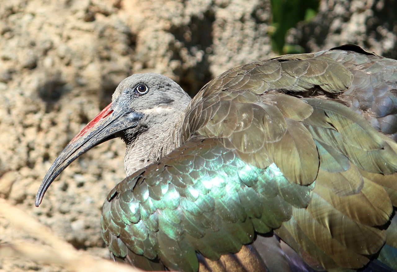 ibis bird fly free photo