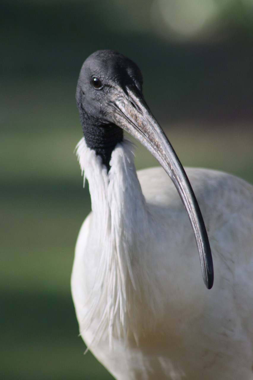 ibis  bird  wildlife free photo