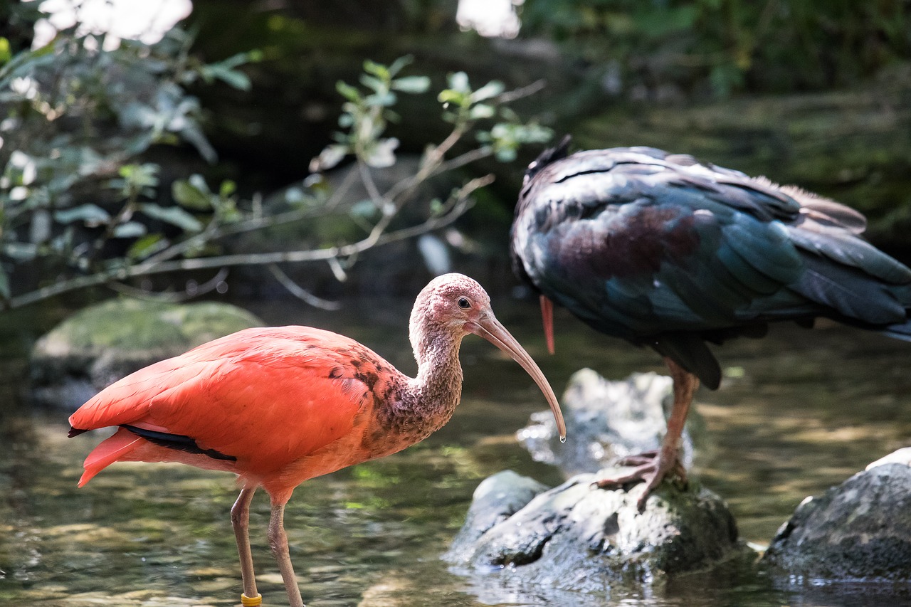 ibis  bird  animal free photo